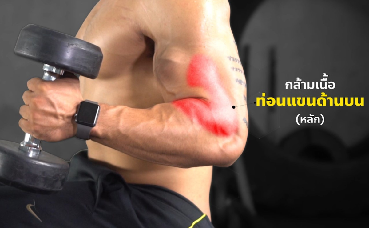 กล้ามเนื้อที่ได้ Biceps