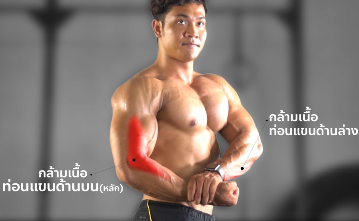 กล้ามเนื้อที่ได้ Brachialis