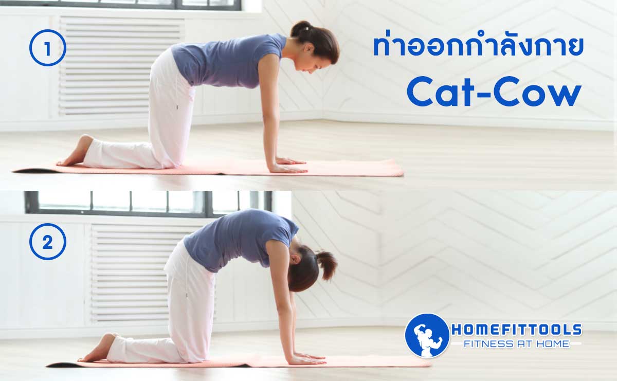 ท่าบริหารกล้ามเนื้อป้องกันออฟฟิศซินโดรม ท่า Cat-Cow