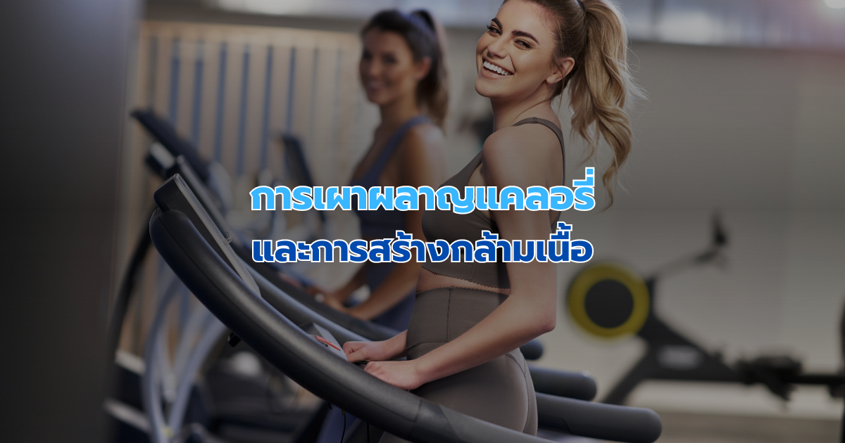 การเผาผลาญแคลอรี่และการสร้างกล้ามเนื้อ