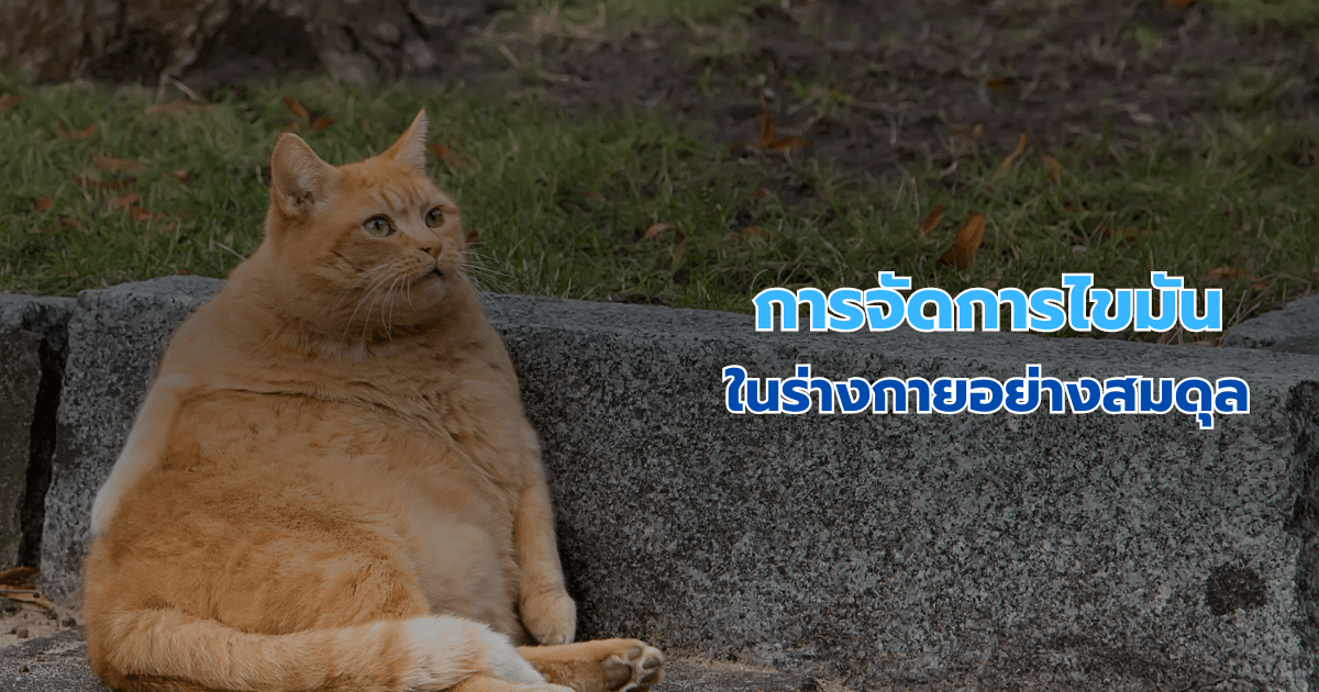 การจัดการไขมันในร่างกายอย่างสมดุล