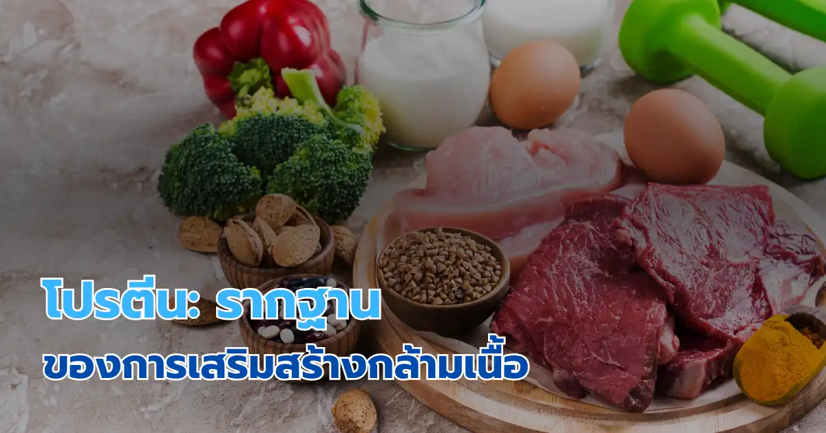 โปรตีน: รากฐานของการเสริมสร้างกล้ามเนื้อ