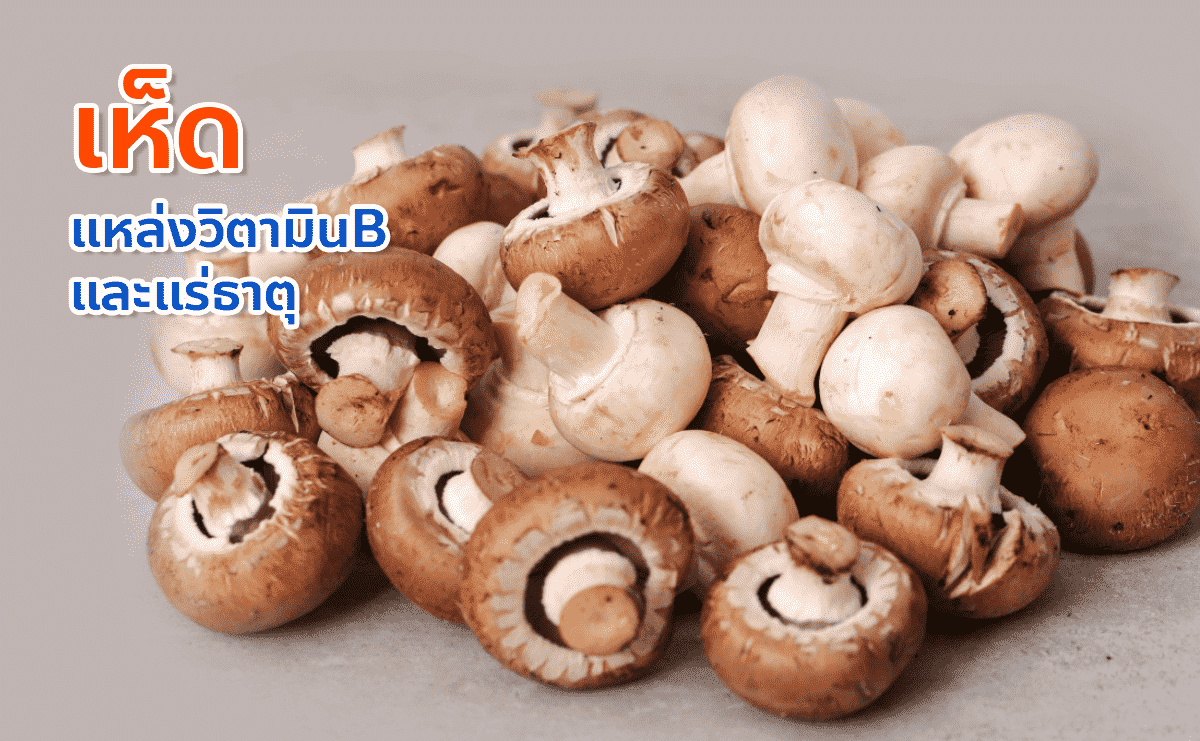 เห็ดต่างๆ แหล่งวิตามินบีและแร่ธาตุ อาหารไขมันต่ำ